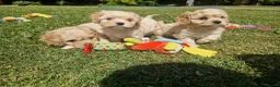 Cavachon dogs for sale: ✨️LAST STUNNING H/TESTED CREAM F1 CAVACHON BITCH✨️ - Advert 4