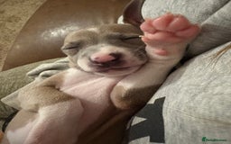 Italian Greyhound dogs for sale: Beautiful Italian Greyhound puppies for sale  - Image 11