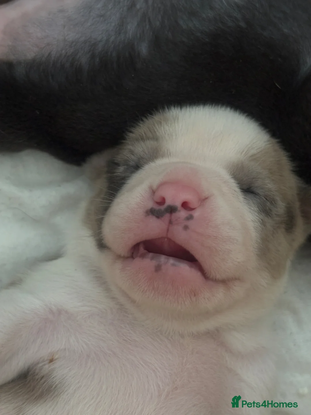 American Bully dogs for sale: Pocket bully puppies Merle fawn pied tri in Cheltenham - Advert 1