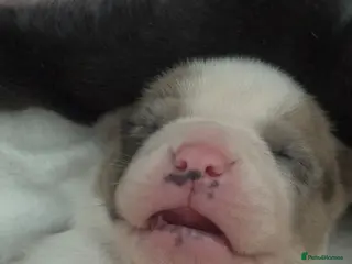 American Bully dogs Pocket bully puppies Merle fawn pied tri - Advert 2