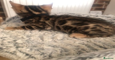 Bengal cats - Advert 2