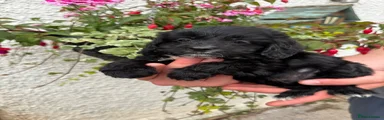 Cockapoo Puppy 8