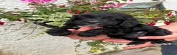 Cockapoo dogs for sale: Ready Now F1 Cockapoo girl - Advert 3