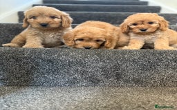 Cockapoo dogs for sale: Ready to go forever home one girl left  - Image 12
