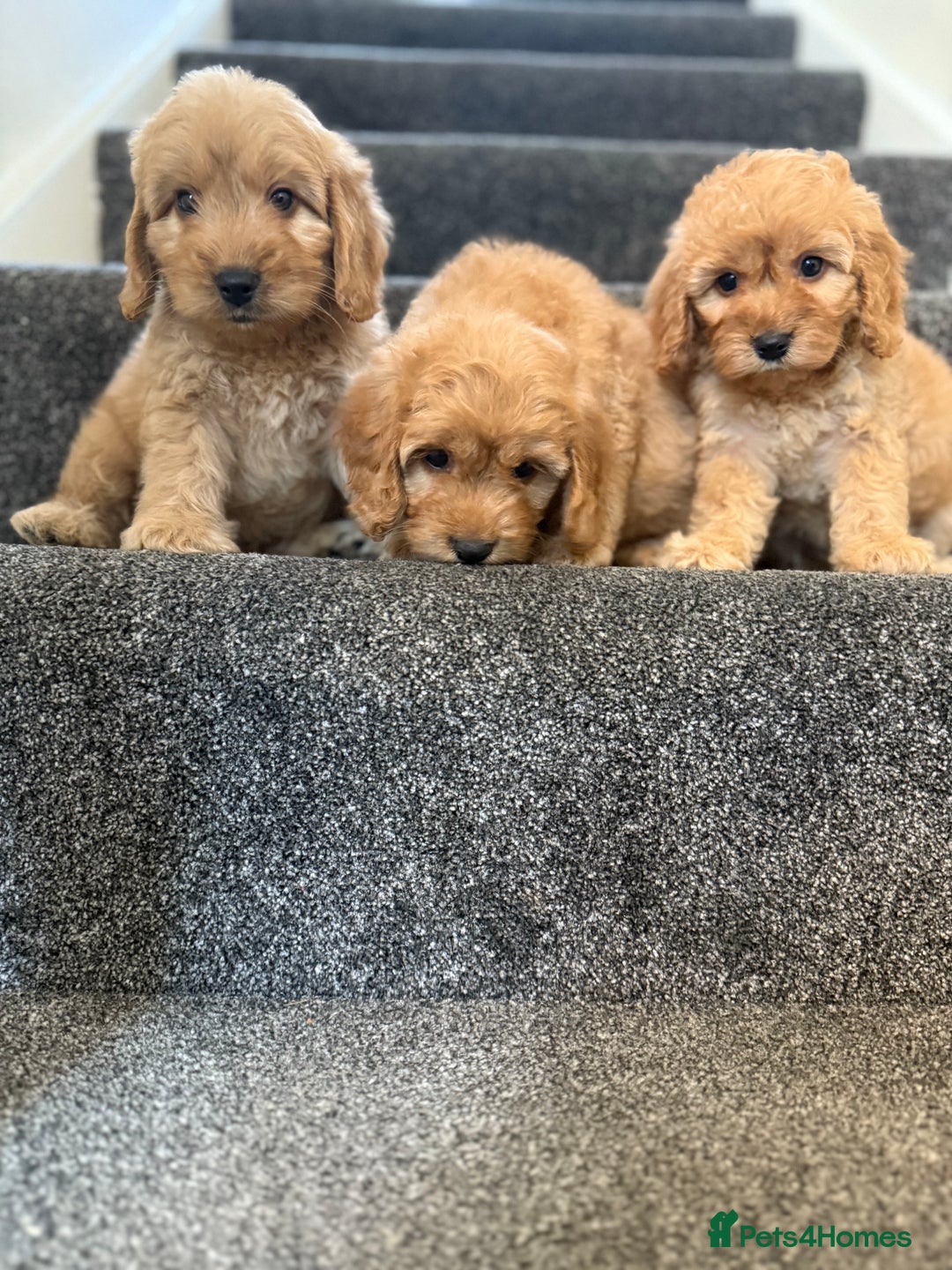 Cockapoo dogs for sale: Ready to go forever home one girl left  - Image 12