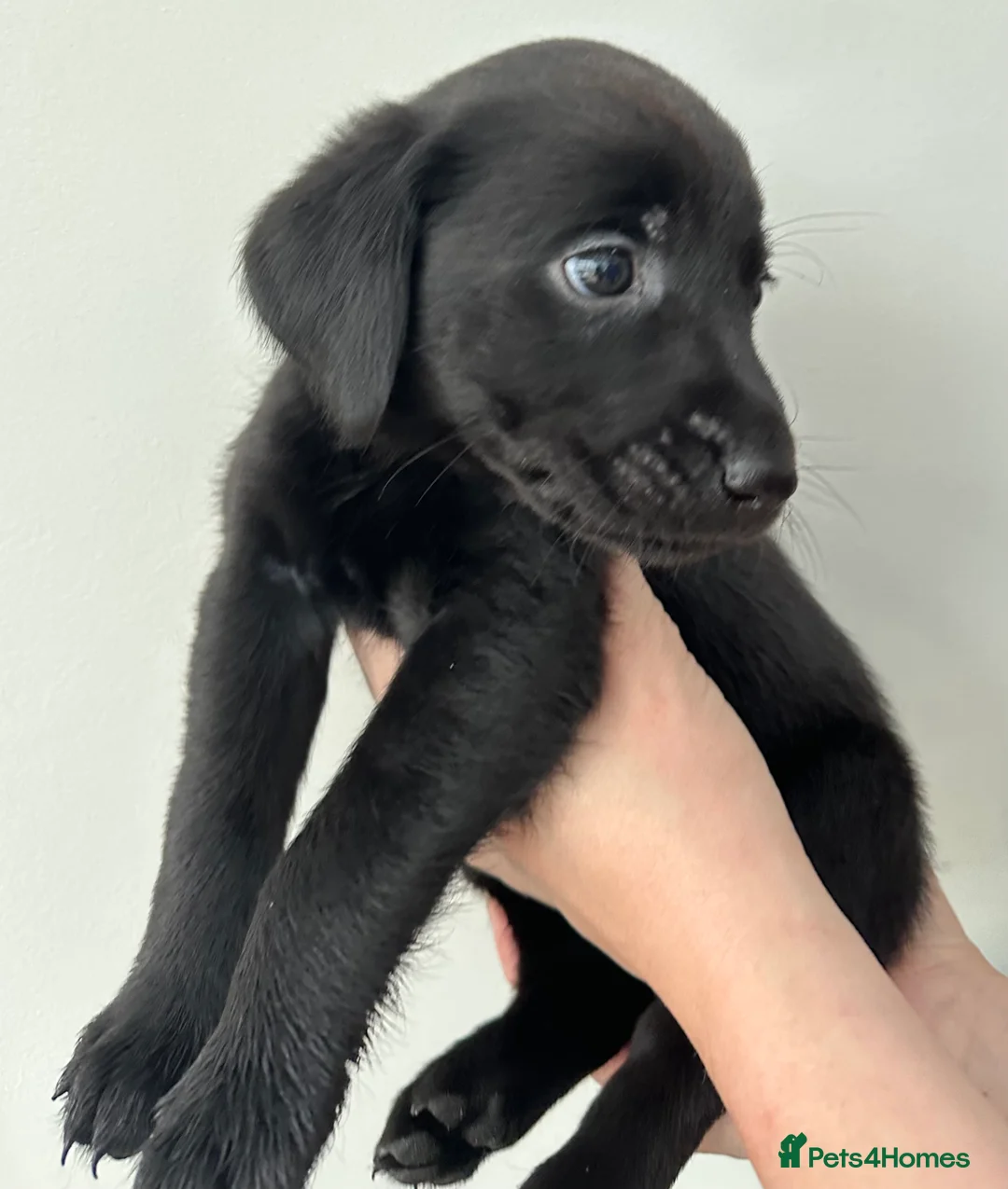 Labrador Retriever dogs for sale: Last 2 stunning kc reg black labradors - Advert 27