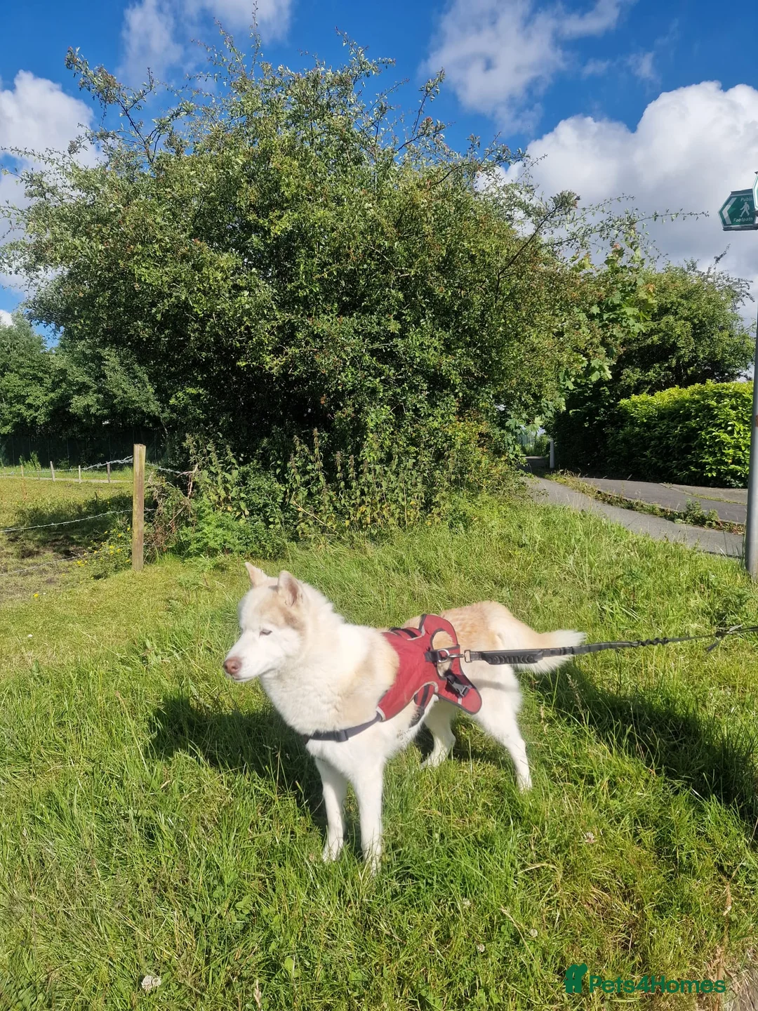 Siberian Husky dogs for sale: Hugo - siberian husky - Advert 12