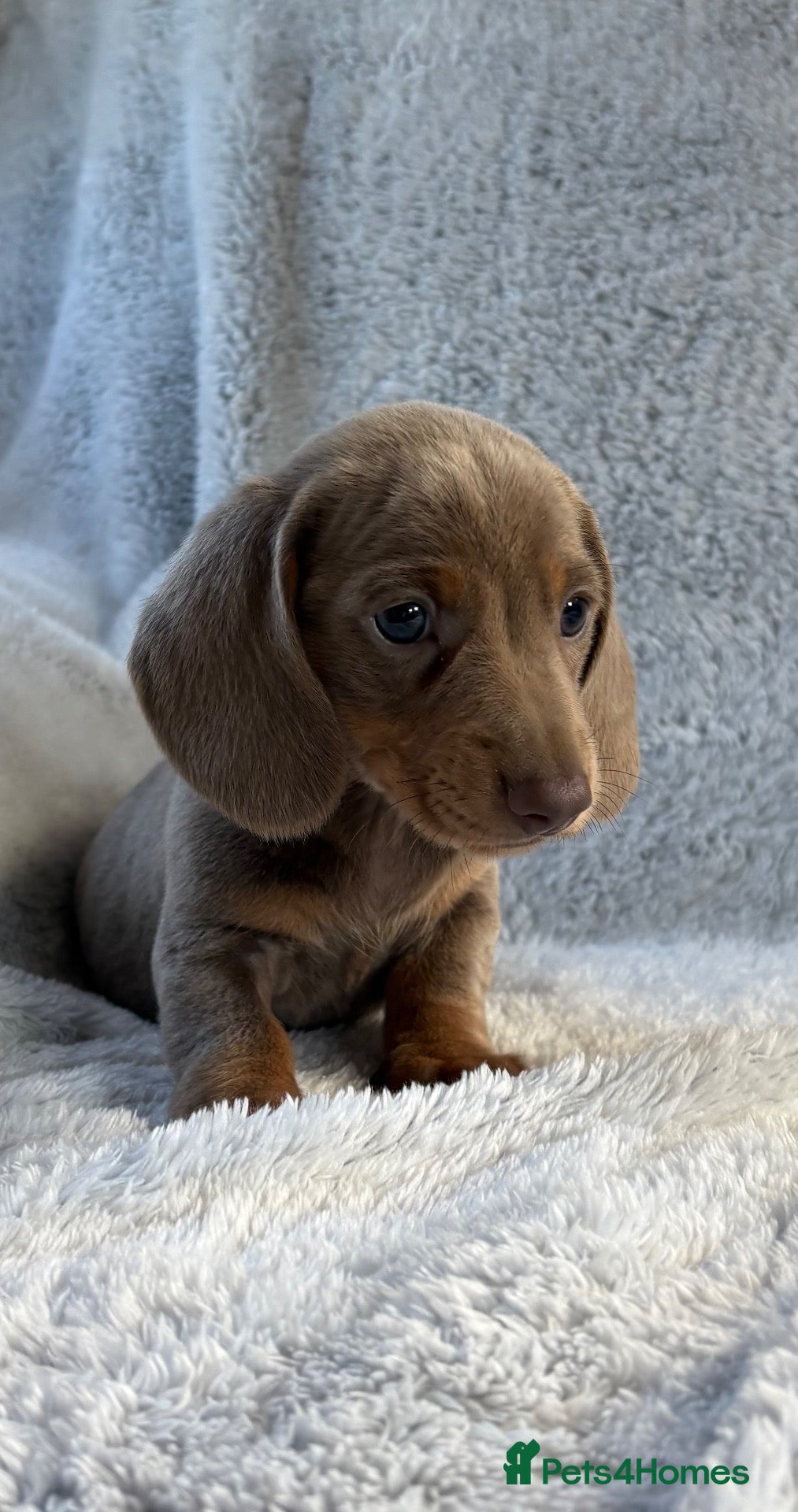 Miniature Dachshund dogs Miniature dachshund  - Advert 2
