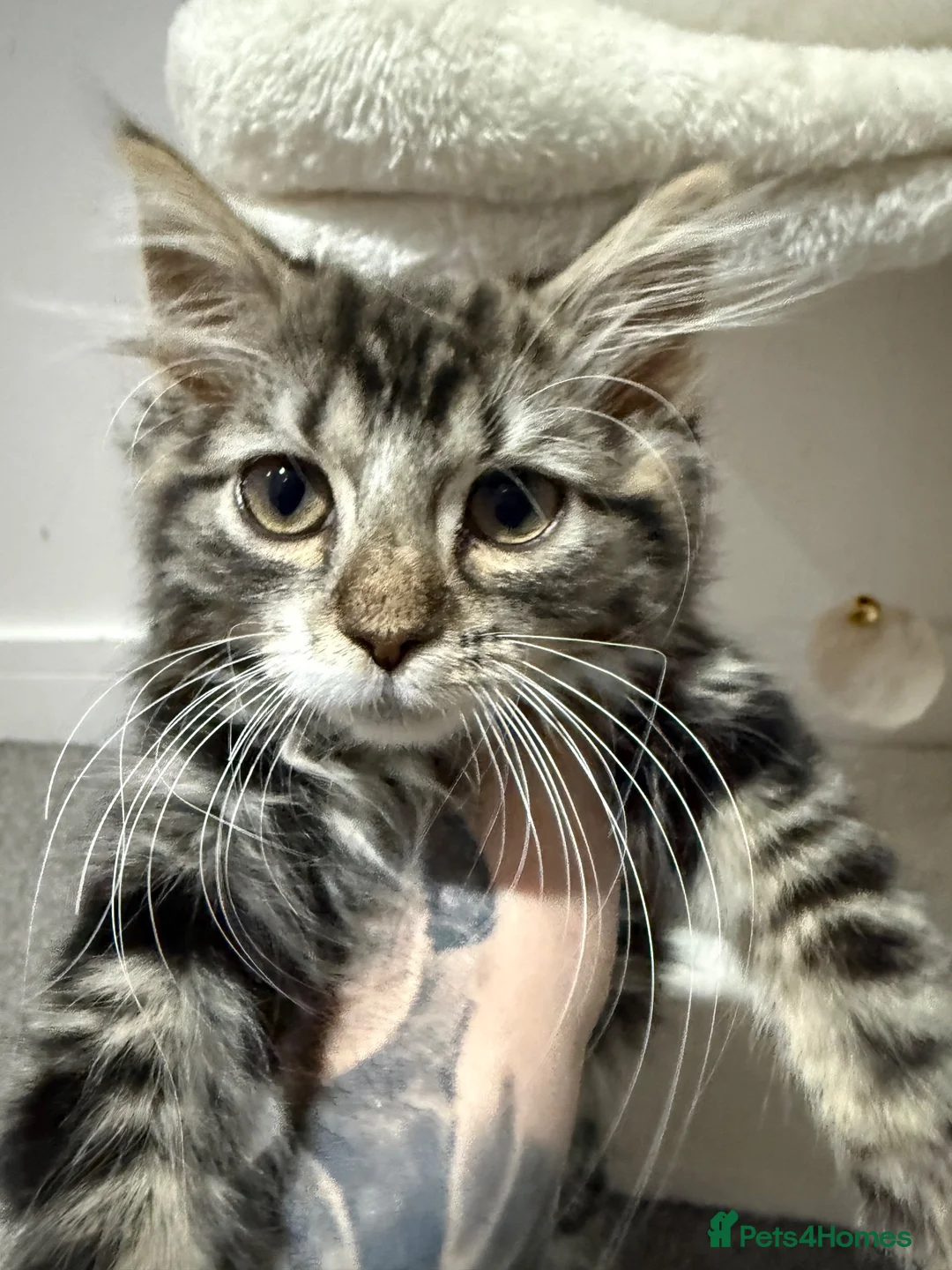Mixed Breed cats for sale: Kitten  in Rotherham - Advert 6