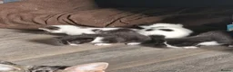 Mixed Breed cats for sale: Male kittens for sale in Normanton - Advert 8
