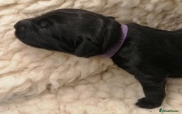 Sproodle dogs for sale: Sproodle F1 Puppies - Image 6