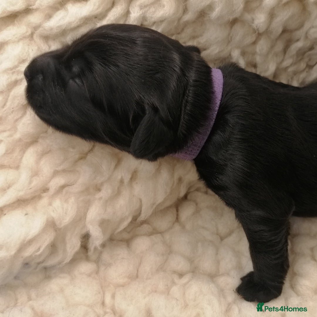 Sproodle dogs for sale: Sproodle F1 Puppies - Image 6
