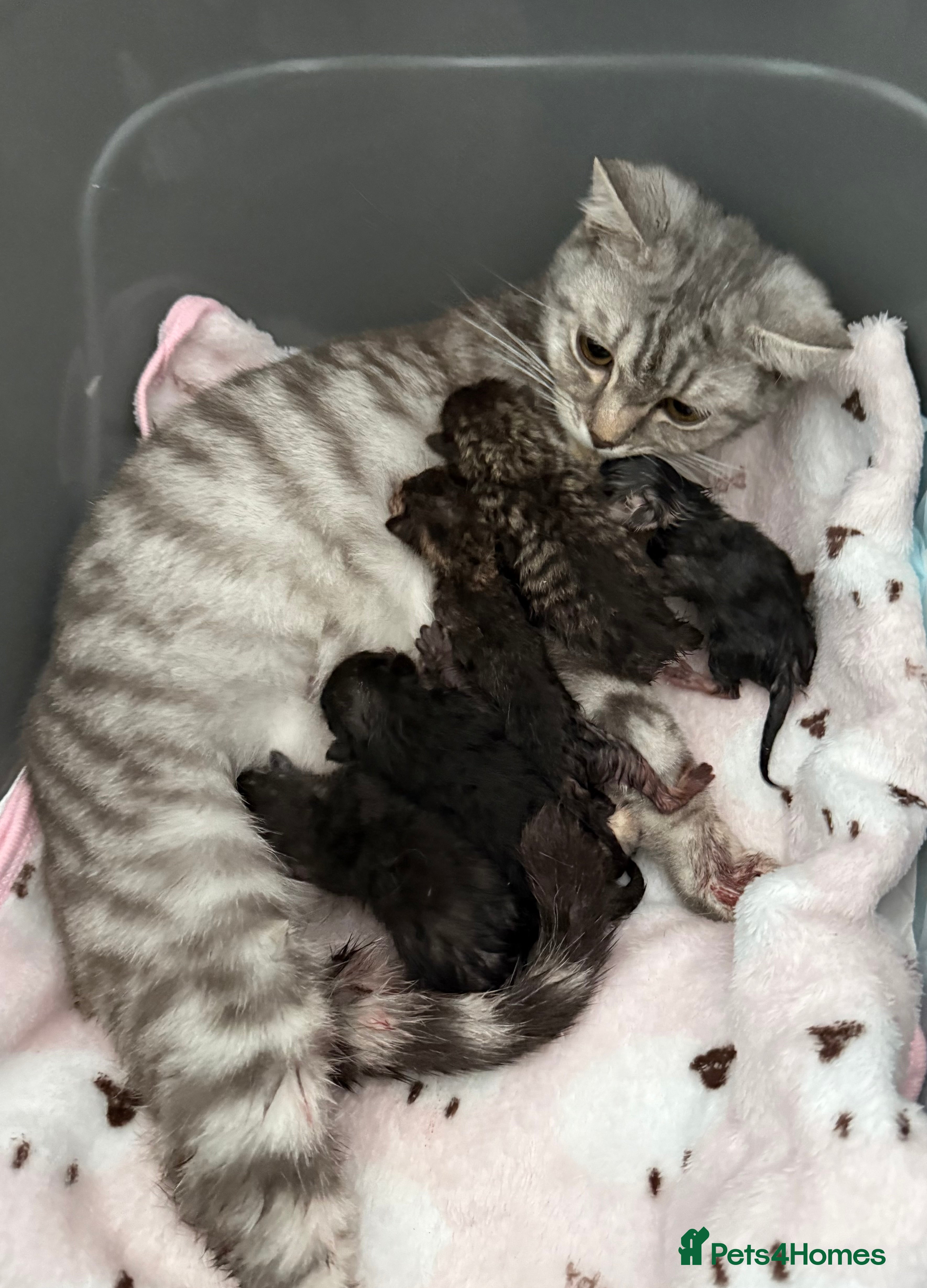 British Shorthair cats British Shorthair/Bengal Tabby Kittens - Advert 1