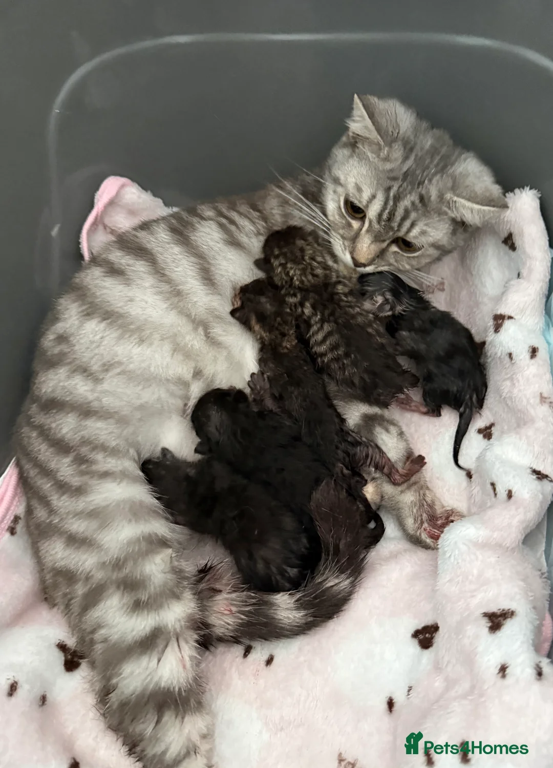 British Shorthair cats for sale: British Shorthair/Bengal Tabby Kittens - Advert 1