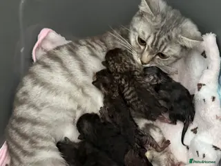 British Shorthair cats British Shorthair/Bengal Tabby Kittens - Advert 1