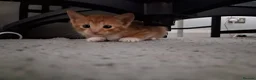 Mixed Breed cats for adoption: Blaze for adoption - Advert 8