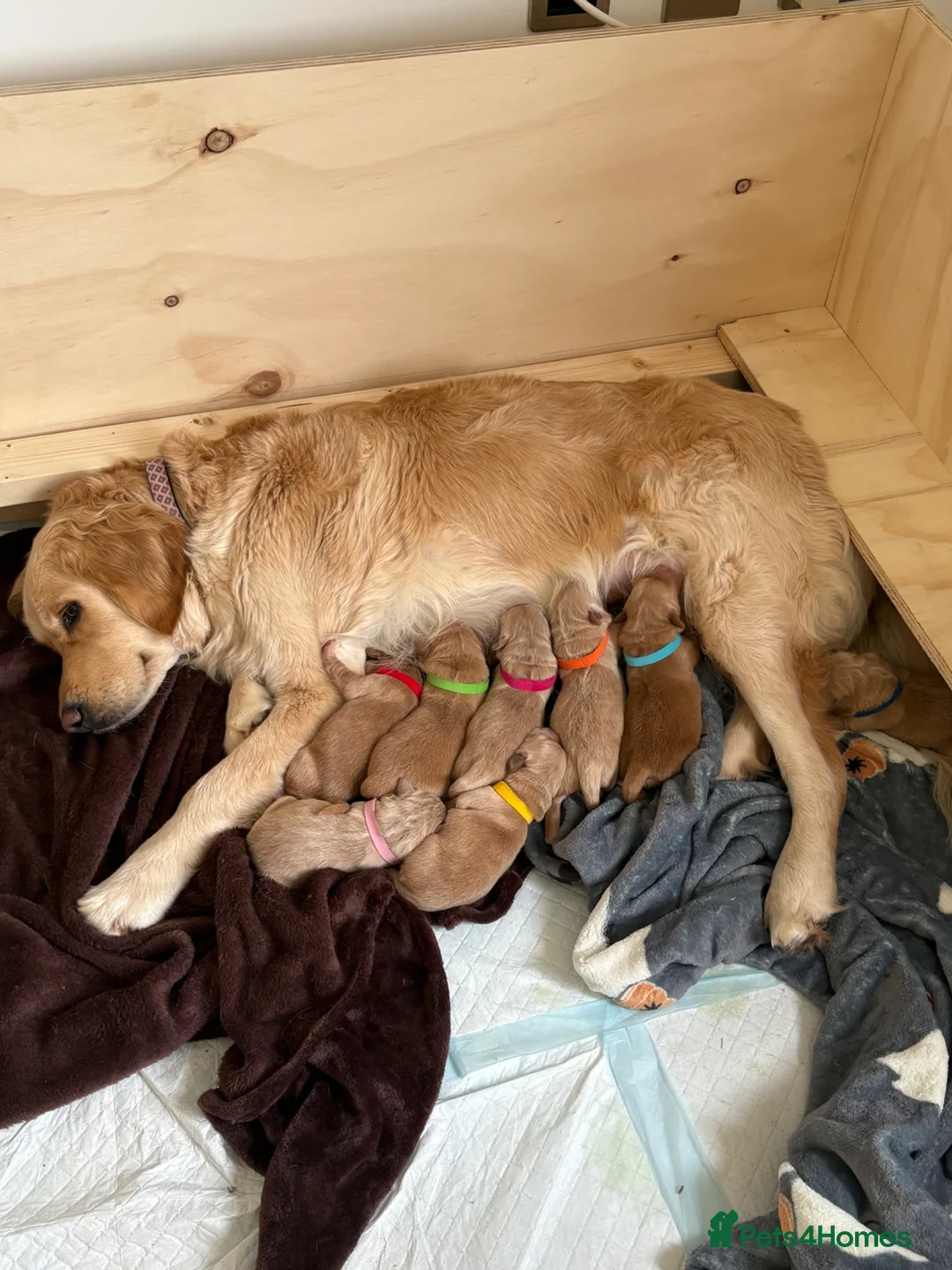 Golden Retriever dogs for sale: Beautiful Golden Retriever Puppies in Billingham - Advert 1