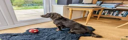 Cocker Spaniel dogs for sale: Beautiful working cocker girls ready soon in Bromsgrove - Advert 3