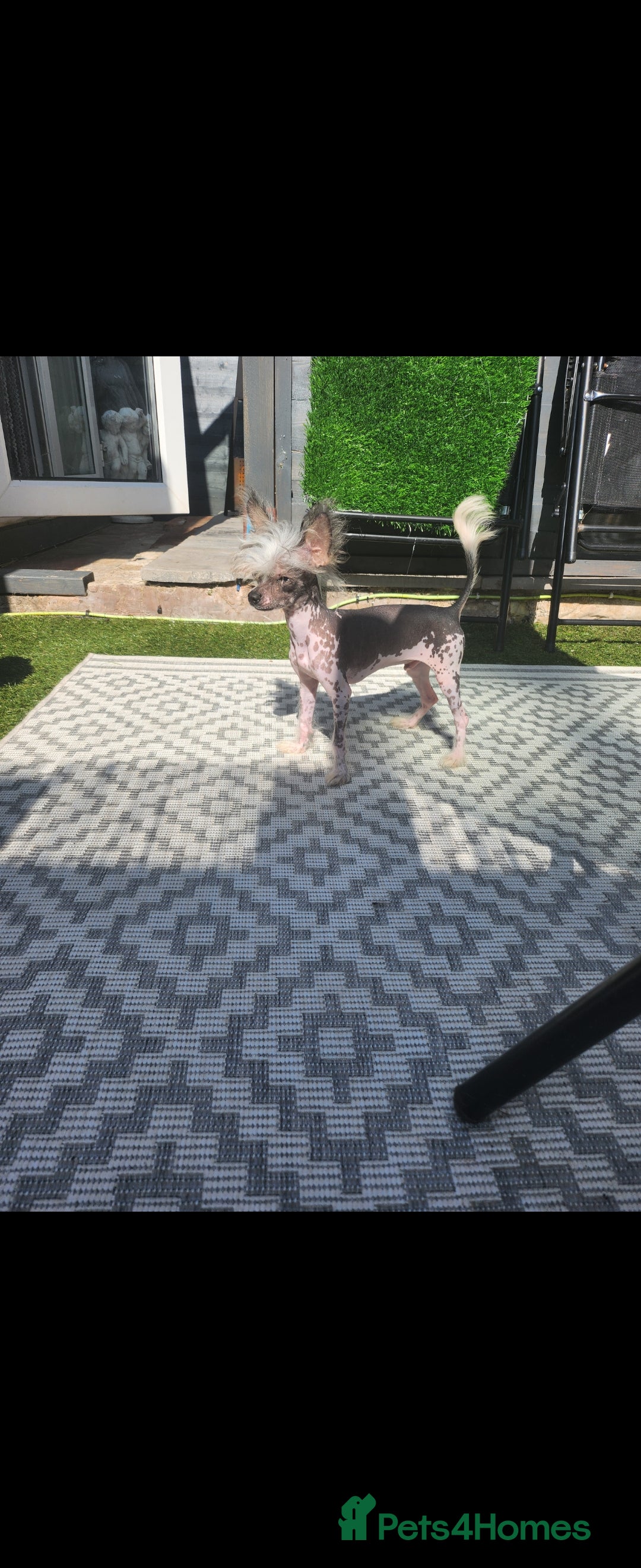 Mixed Breed dogs for sale: Tiny hairless Chinese crested/chihuahua pup  - Image 10