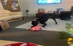 Mixed Breed dogs for sale: Greyhound Toby  - Image 6