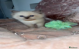 Ragdoll cats for sale: 🌸pedigree Ragdoll babies, reduced🌸 - Image 2
