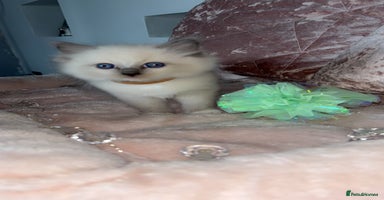 Ragdoll cats - Advert 14