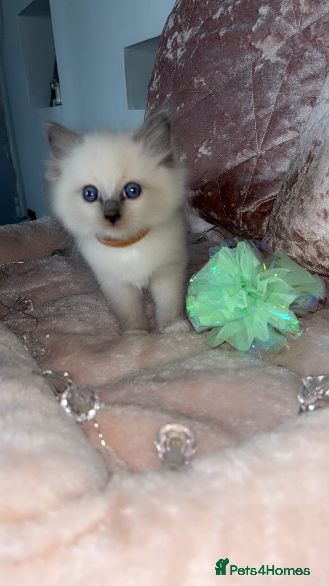 Ragdoll cats for sale: 🌸pedigree Ragdoll babies, reduced🌸 - Image 2
