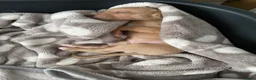 Whippet dogs for sale: KC Reg Whippet  - Advert 4