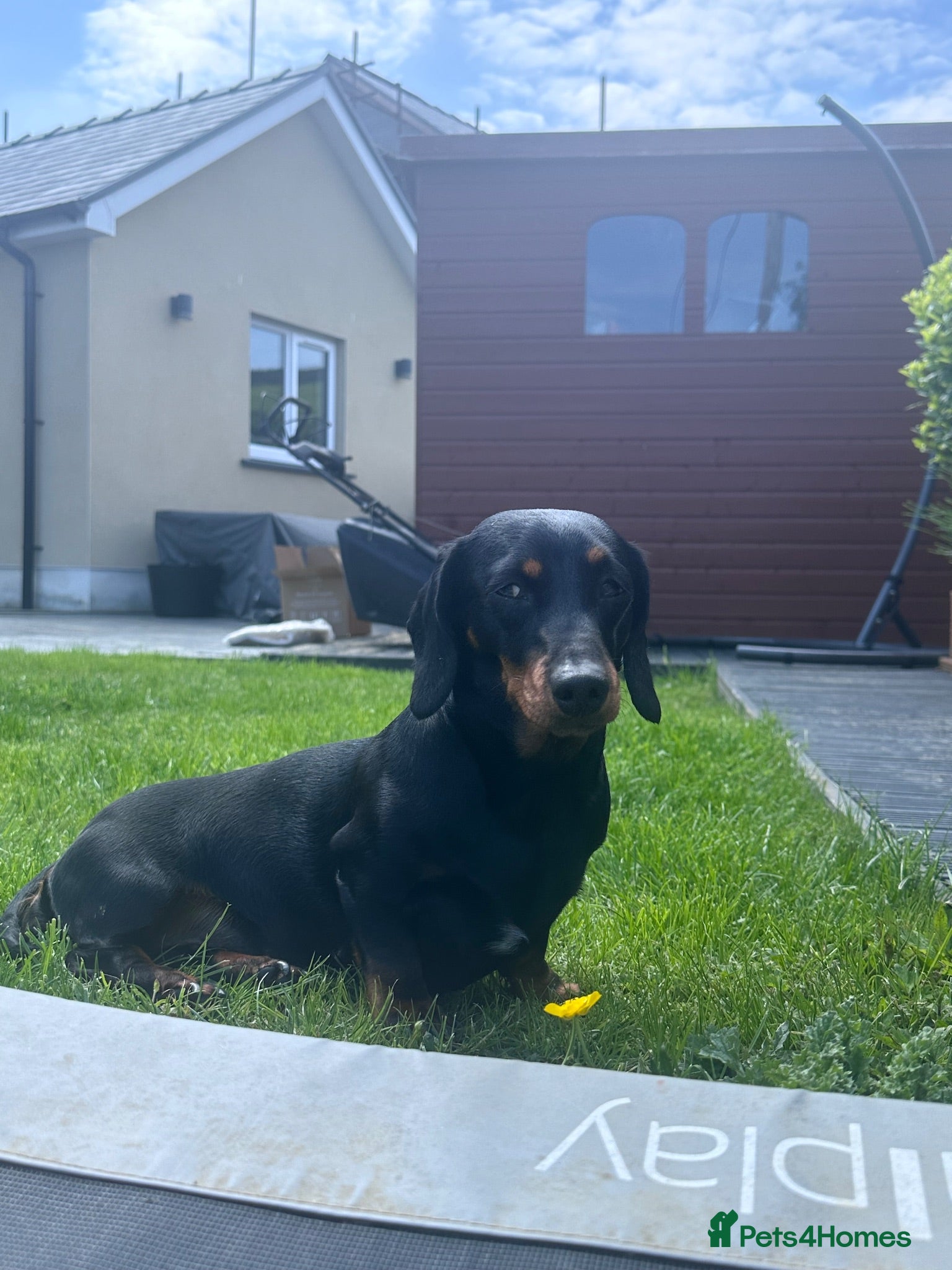 Miniature Dachshund dogs Beautiful Miniature Dachshunds - Advert 4