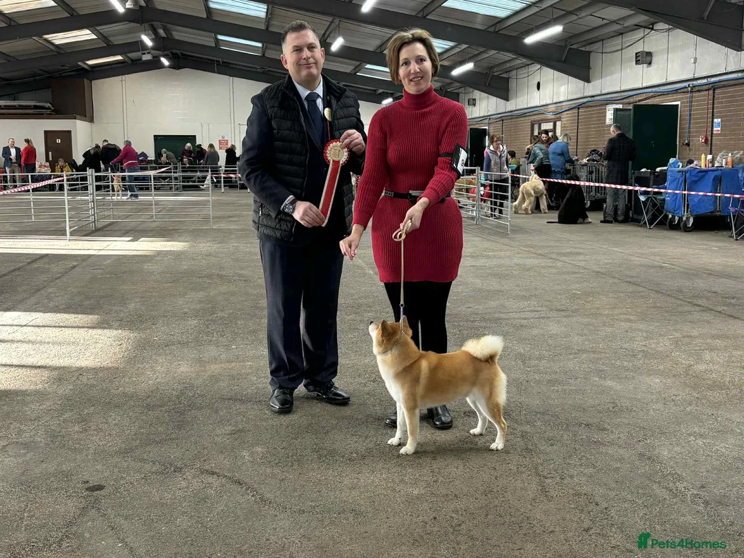 Japanese Shiba Inu dogs for stud: Champion bloodline health tested Shiba Inu (stud) - Advert 24