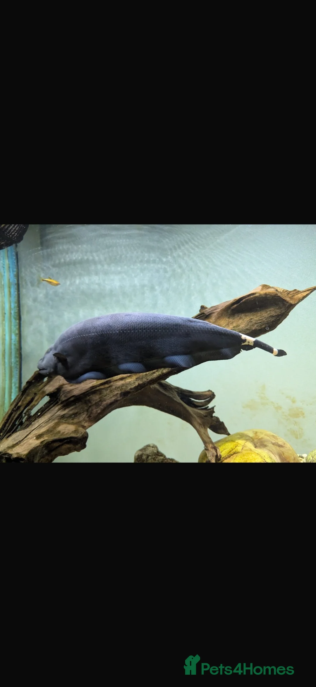 Other/Mixed Breed fish for sale: Ghost knife  - Advert 4