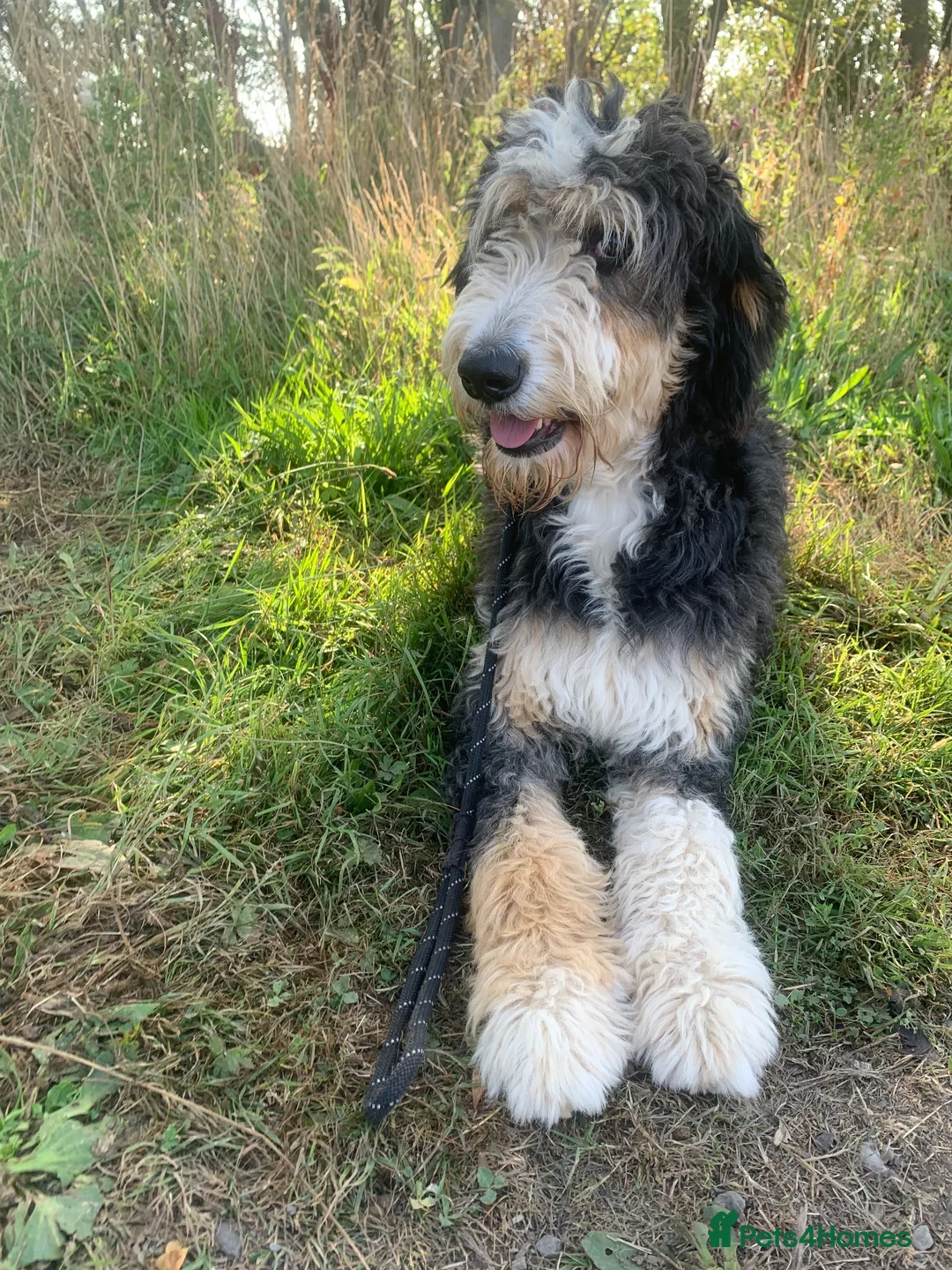 Bernedoodle dogs for sale: Ultra Bernedoodle 75% Bernese 25% Poodle - Advert 2