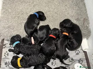 Cockapoo dogs F2 cockapoo - Advert 1