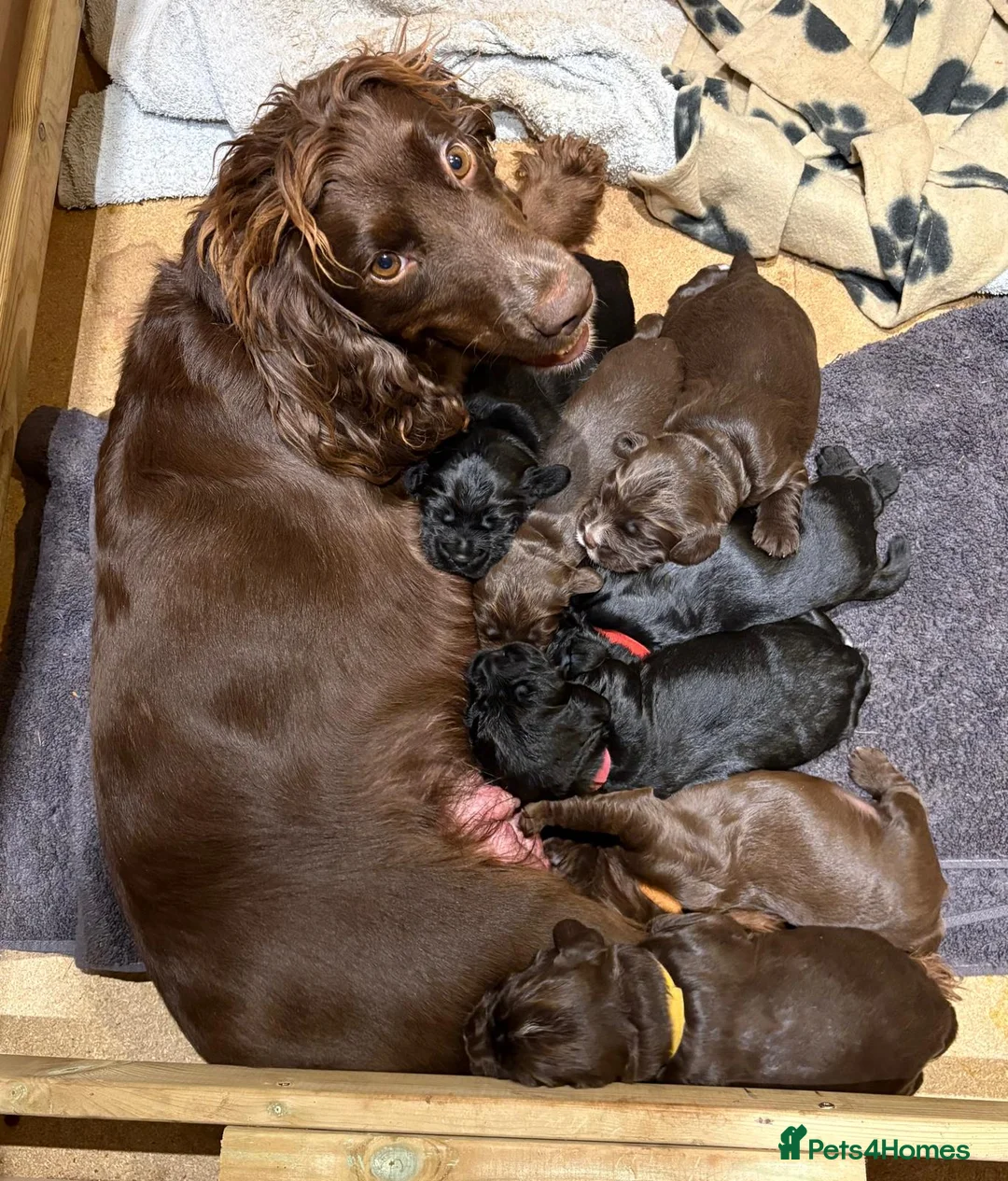 Cocker Spaniel dogs for sale: KC Registered Working Cocker Spaniel Puppies in Bristol - Advert 8