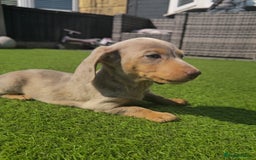 Miniature Dachshund dogs for sale: REDUCED AGAIN READY NOW MINIATURE DACHSHUNDS - Image 3