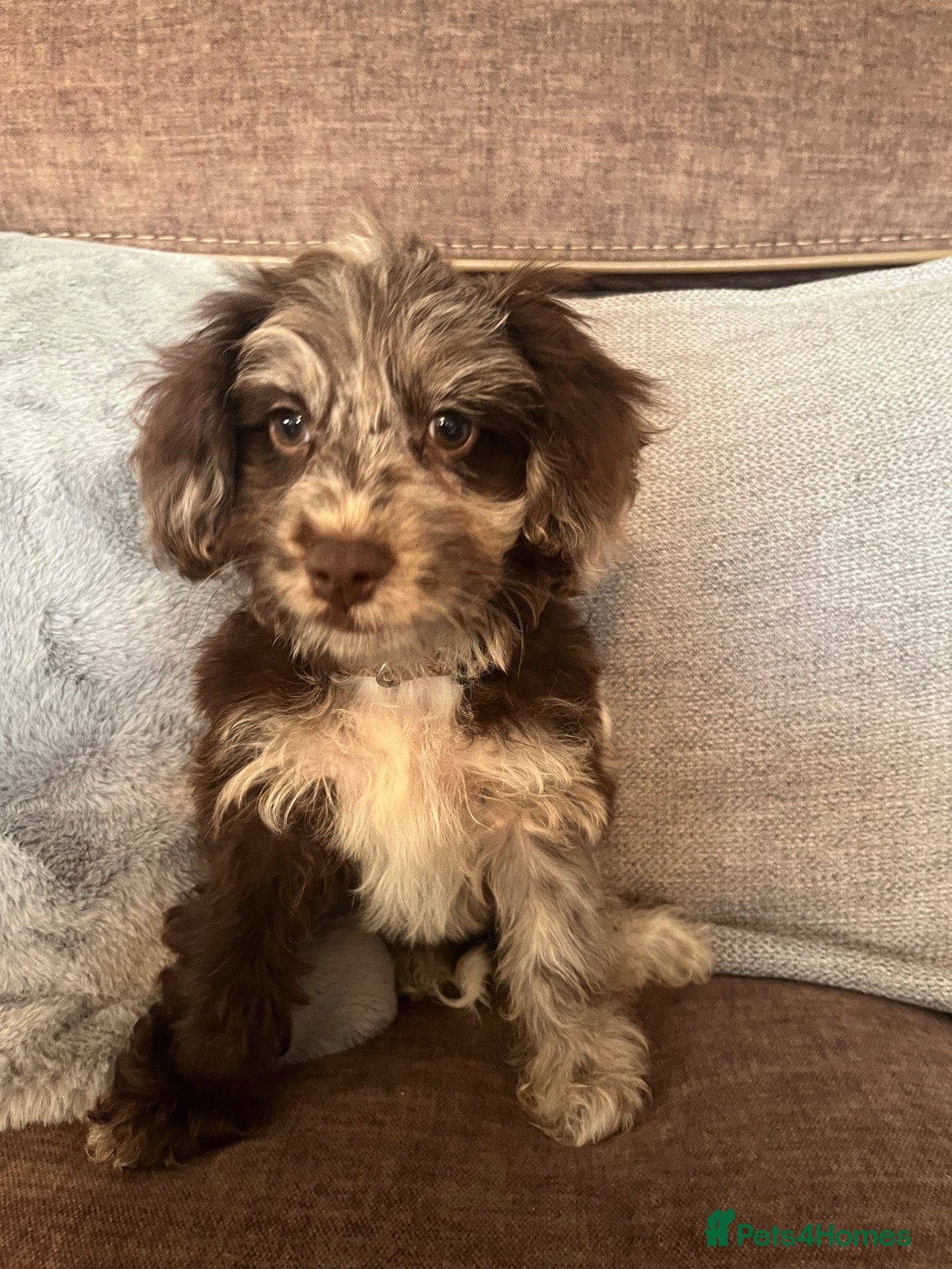 Cockapoo dogs 💙Beautiful,super friendly,Cockapoo F1 Puppies  - Advert 15