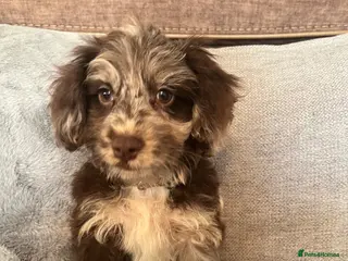 Cockapoo dogs 💙Beautiful,super friendly,Cockapoo F1 Puppies - Advert 15