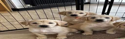 Golden Retriever dogs for sale: KC Reg Golden Retriever puppies - Ready now!!!!  - Advert 5