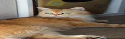 British Shorthair cats for sale: Ready Champion lines BSH kittens  - Advert 4