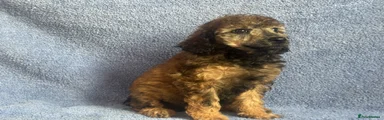 Miniature Poodle 10