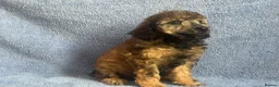 Miniature Poodle dogs for sale: 🌟🌟5 star licenced breeder🌟🌟 - Advert 15