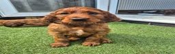 Irish Setter dogs for sale: IRISH SETTER PUPPIES - Advert 5