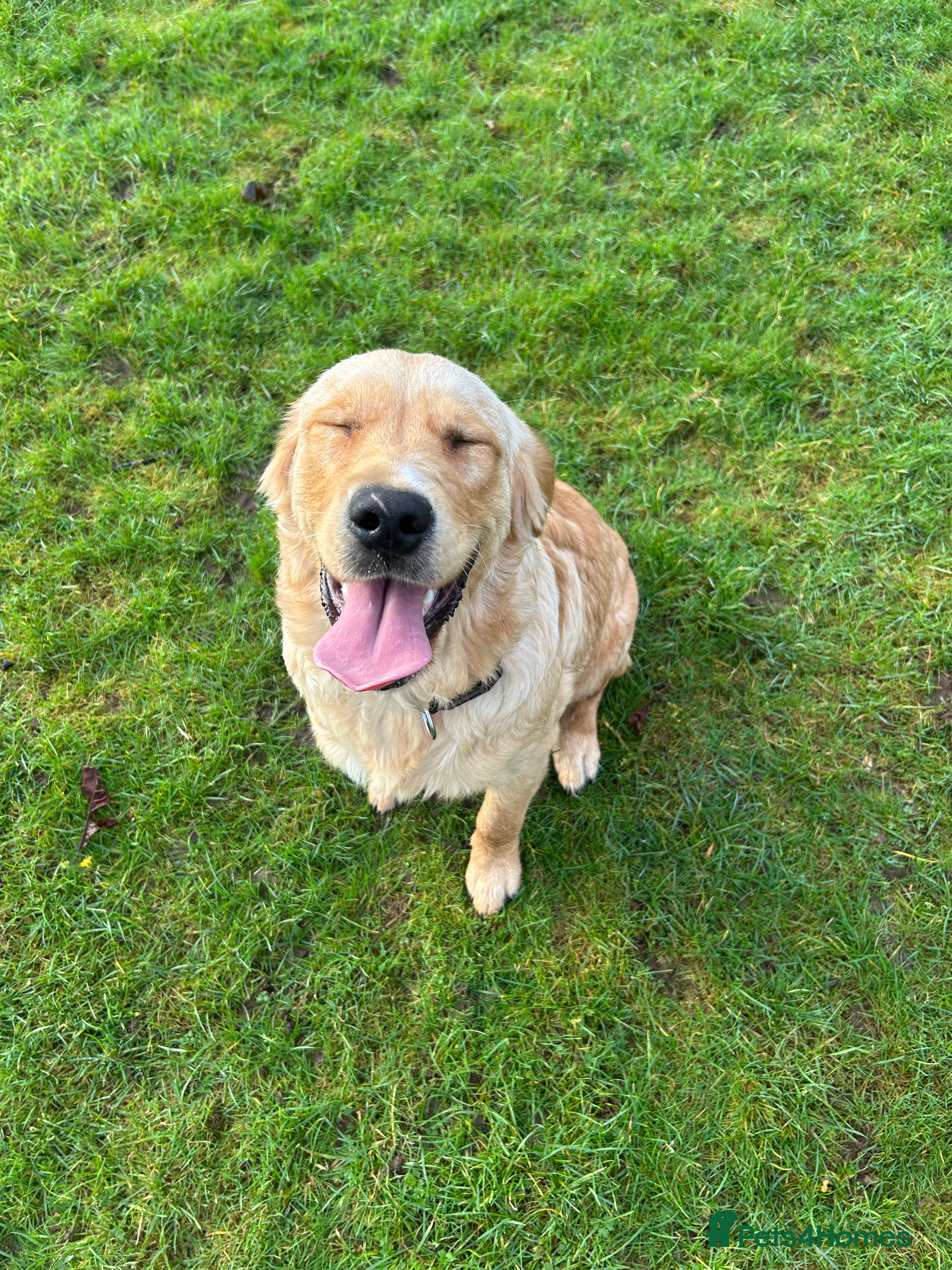 Golden Retriever dogs 8 month old Nigel - Advert 14