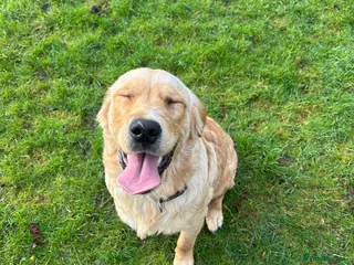 Golden Retriever dogs 8 month old Nigel - Advert 14