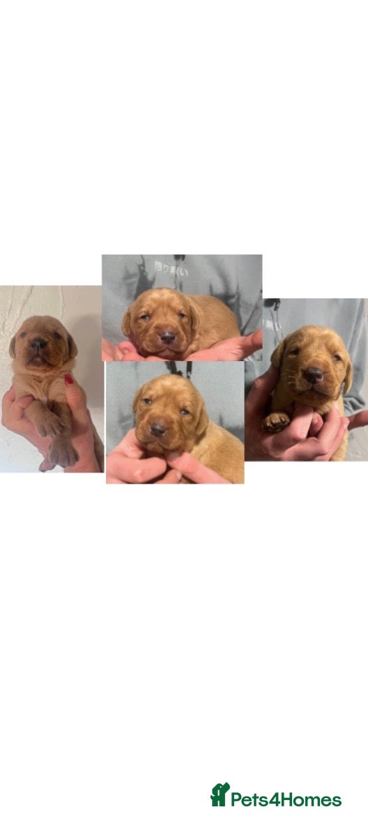 Labrador Retriever dogs SUPER DARK FOX RED LAB PUPS HEALTH TESTED PARENTS - Advert 1
