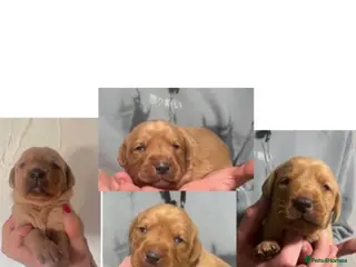 Labrador Retriever dogs SUPER DARK FOX RED LAB PUPS HEALTH TESTED PARENTS - Advert 5