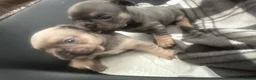 French Bulldog dogs for sale: 💙 Beautiful KC Registered French Bulldog Puppies  - Advert 8