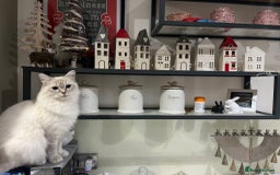Ragdoll cats for sale: 🩵 Pure Ragdoll Kittens Ready Now 🩷 - Image 12