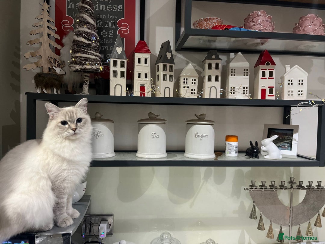 Ragdoll cats for sale: 🩵 Pure Ragdoll Kittens Ready Now 🩷 - Image 12