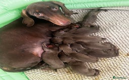 Miniature Dachshund dogs for sale: Beautiful chocolate and tan miniature dachshund  - Image 17